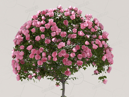 粉色月季花圆形景观花卉C4D模型Roses - Pink - 1.33 m