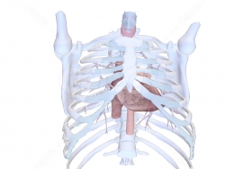 心脏胸部胸腔 Heart in thorax, highlighting the valves, B