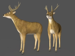 鹿C4D模型 deer 3d model