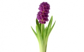 紫色风信子花卉盆景C4D模型 The hyacinth Flower Bonsai 3d model