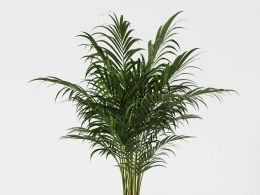 CINEMA 4D室内绿植：黑色圆柱形现代花盆中的高大散尾葵凤尾竹羽状茂密叶片照片级3D室