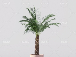 盆栽棕榈3D室内植物Palm in Pot 3D House Plant