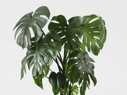 CINEMA 4D室内绿植：白色现代花盆中的大型龟背竹多片穿孔叶片高品质热带室内植物3D模