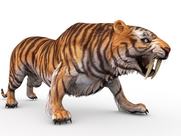 老虎C4D游戏角色模型（绑定+动画） Tiger 3d model
