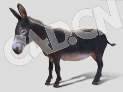 C4D三只小毛驴动画模型 Donkey