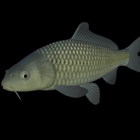 海洋鱼模型：锦鲤3D模型 Koi