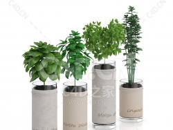 C4D白掌薄荷办公室客厅盆栽绿植模型