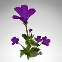 洋桔梗花C4D模型 Lisianthus 3d model