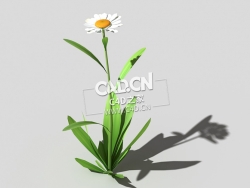 雏菊马兰头花延命菊春菊太阳菊花卉植物C4D模型 daisy-e 3d model