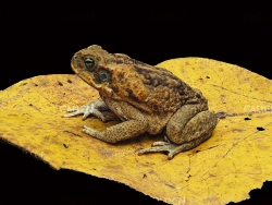 金黄落叶上的癞蛤蟆蟾蜍C4D模型 toad 3d model