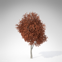 银枫C4D模型 Silver Maple