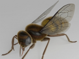 超写实蜜蜂昆虫动物三维模型带绑定骨骼动画含完整贴图源文件适用影视动画教学游戏Honey Bee