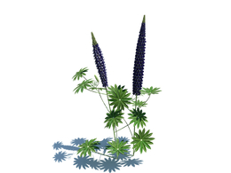 多叶羽扇豆Lupinus polyphyllus L. v2