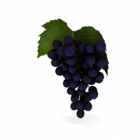 紫葡萄C4D模型 grapes