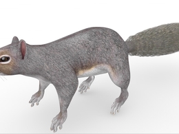 松鼠C4D模型 Squirrel 3d model