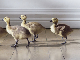 C4D阿诺德Arnold渲染器 SolidAngle C4DtoA 1.8.0 R16/R17/R18 Win/Mac 替换和谐版