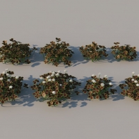 花草植物C4D模型 bronze clover 3dmodel