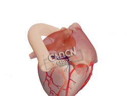 解剖型右心室C4D模型下载 Anatomical Heart - Right Dominance