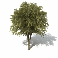 国外树木：柳洗瓶树C4D模型 Willow Bottlebrush
