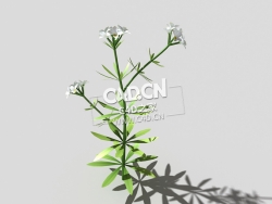 篷子菜猪殃殃砧草植物C4D模型 bedstraw-d 3d model