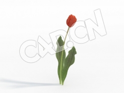 C4D一株桔红色郁金香花卉模型 Tulipa_A