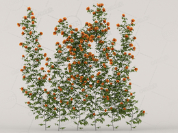杏黄色爬藤蔷薇花C4D模型Roses - Wall - 1.81 m