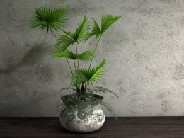 蒲葵盆景C4D模型 Livistona chinensis