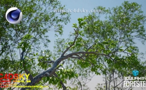 C4D插件：森林岩石植物树木生长动画插件3DQUAKERS Forester for Cinema 4D R14-R17