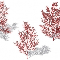 海底植物：红海范C4D模型 Acabaria biserialis Red Sea Fan