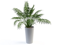 室内装饰植物C4D模型(06) Interior plants 3d model