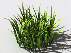 野草植物C4D模型 wild-grass-f1