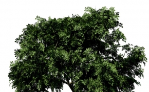 景观树3D模型：咖喱叶树C4D模型 Curry Leaf Tree 3d model