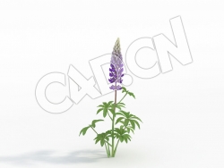 C4D紫色花卉羽扇豆鲁冰花模型 Lupinus_C