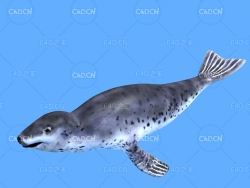 豹海豹C4D绑定动画模型 leopard seal c4d model