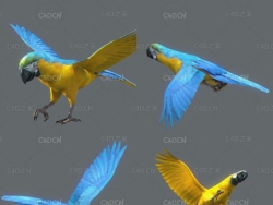 黄鹦鹉C4D动画模型 Parrot Yellow
