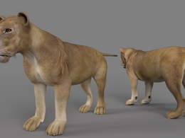 幼狮 小狮子 狮子C4D模型 Lion young 3d model