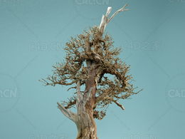 剥皮枯树死去的盆景树木Dead Bonsai 05
