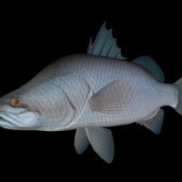 海洋动物模型：鱼3D模型 Barramundi