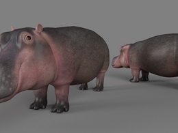 河马C4D模型 Hippopotamus 3d model