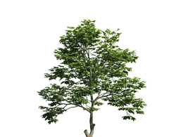 景观树木：白半树三维模型plant-8