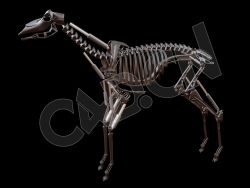 金属骨架机械动物C4D模型