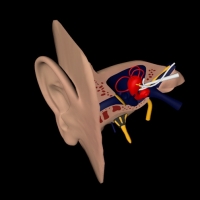 人体器官模型：耳朵及头部相关器官3D模型