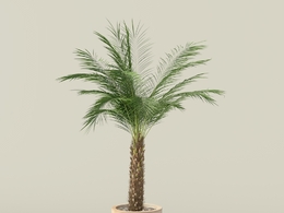 凤凰竹 凤尾竹 观音竹盆景植物C4D模型 VP Phoenix Palm v2