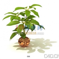 3D大叶盆景植物模型