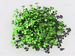 酸浆草酸酸草斑鸠酸三叶酸酸咪咪钩钩草植物C4D模型 oxalis-a3
