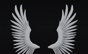 翅膀C4D模型 ailes
