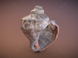 C4D高精度海螺贝壳海洋生物模型下载