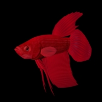 海洋鱼模型：红斗鱼3D模型 Red Betta