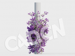 C4D爬藤花卉紫三角模型 Bougainvillea glabra 3d model
