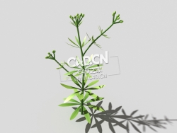 篷子菜猪殃殃砧草植物C4D模型 bedstraw-h 3d model